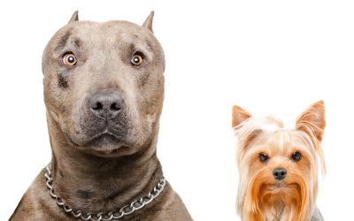 Portrait of a pit bull and Yorkshire terrier, isolated on white background