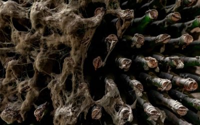 Aged wine bottles covered with mold in vintage wine cellar