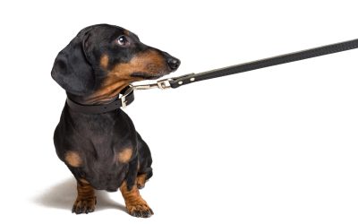 cute dachshund dog, black and tan, waiting and begging to go for a walk with owner,   pull the leash, isolated on white background