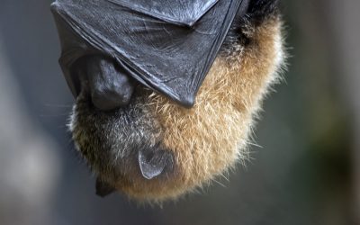 the fruit bat hangs upside down resting