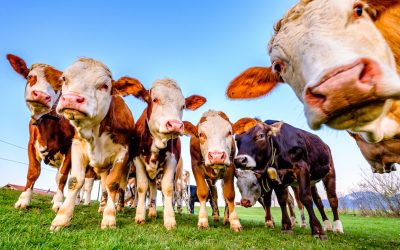 nice cow herd at a farm