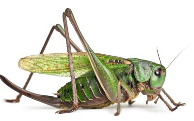 female wart-biter (Decticus verrucivorus) is a bush-cricket