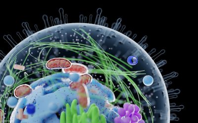 3d rendered illustration of a human cell