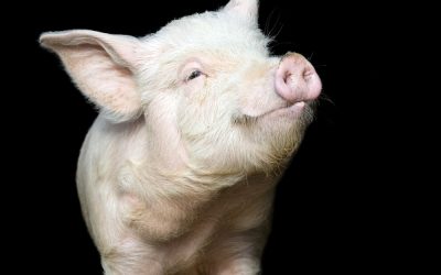 Portrait of a cute pig, on black background