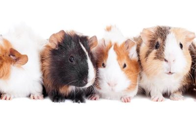 Group of 6 guinea pigs on a white background