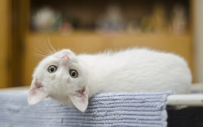 kitten-alenvers