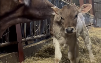 veau christelle record